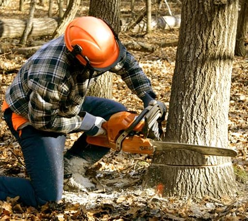 Tree Removal in Livingston, IL